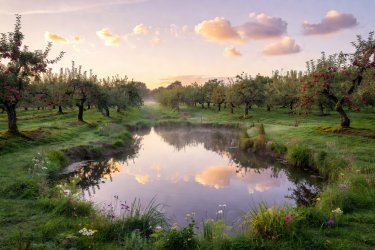 An organic agricultural farm pond reflecting clouds under morning sky